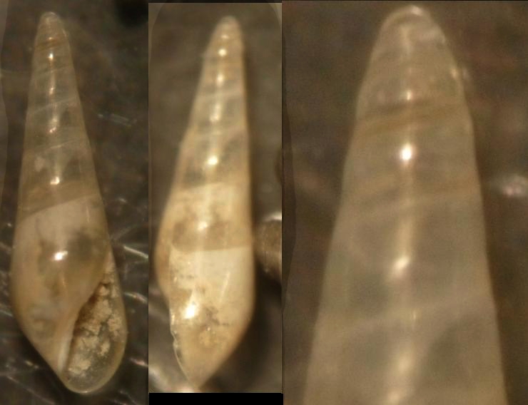 eulimidae 3